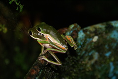 Pithecopus hypochondrialis