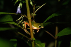 Pithecopus hypochondrialis