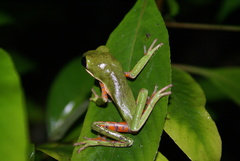 Pithecopus hypochondrialis