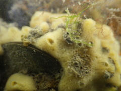 Halichondria bowerbanki