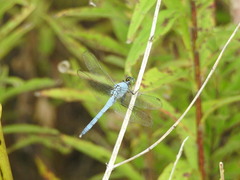 Erythemis simplicicollis
