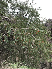 Lonicera microphylla