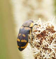 Temognatha mitchellii