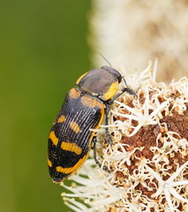 Temognatha mitchellii