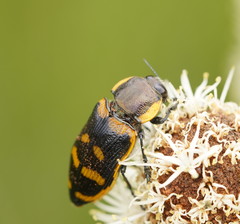 Temognatha mitchellii