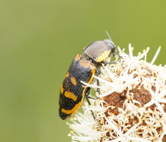 Temognatha mitchellii