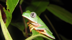 Callimedusa tomopterna