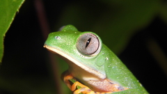 Callimedusa tomopterna