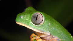 Callimedusa tomopterna