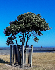 Metrosideros excelsa