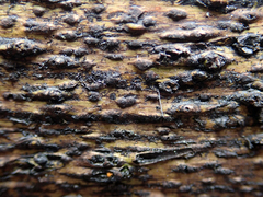 Astrothelium nigratum