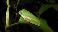 Callimedusa tomopterna