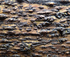 Astrothelium nigratum