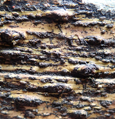 Astrothelium nigratum