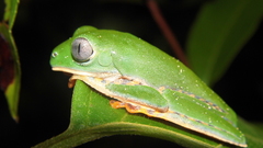 Callimedusa tomopterna