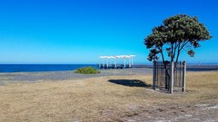 Metrosideros excelsa