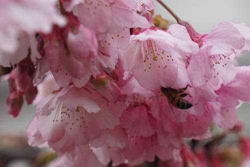 photo of Western Honey Bee (Apis mellifera)