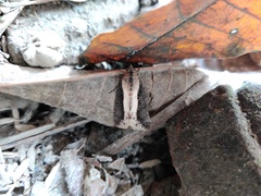 Ercheia cyllaria