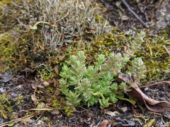 Crassula tetramera
