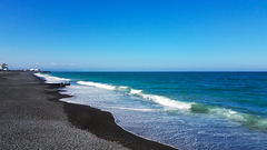 Metrosideros excelsa