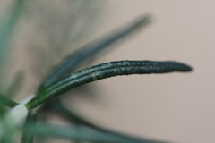 Cassinia aculeata aculeata