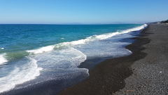 Metrosideros excelsa