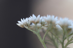 Cassinia aculeata aculeata