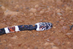 Rhinobothryum lentiginosum