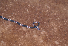 Rhinobothryum lentiginosum