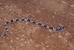 Rhinobothryum lentiginosum