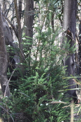 Cassinia aculeata aculeata