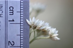 Cassinia aculeata aculeata