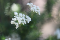 Cassinia aculeata aculeata