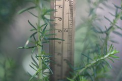 Cassinia aculeata aculeata