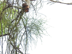 Viscum articulatum