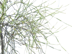 Viscum articulatum