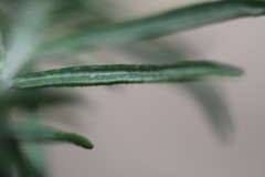 Cassinia aculeata aculeata