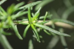 Cassinia aculeata aculeata