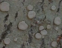 Lecanora caesiorubella merrillii