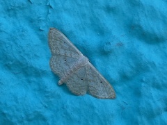 Scopula benitaria