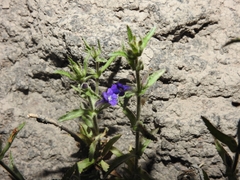 Stemodia bartsioides