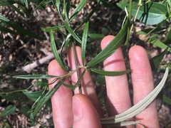 Olearia viscidula
