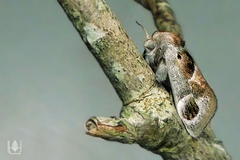 Pygmaeomorpha ocularis