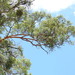 Eucalyptus propinqua - Photo (c) Scott W. Gavins, algunos derechos reservados (CC BY-NC), uploaded by Scott W. Gavins