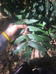 Harpephyllum caffrum