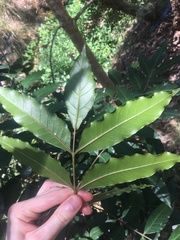 Harpephyllum caffrum
