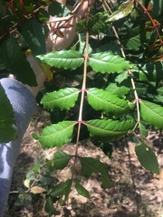 Harpephyllum caffrum