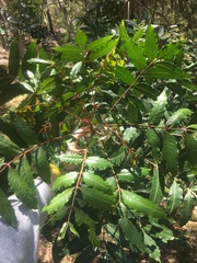 Harpephyllum caffrum