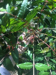 Harpephyllum caffrum