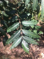 Harpephyllum caffrum